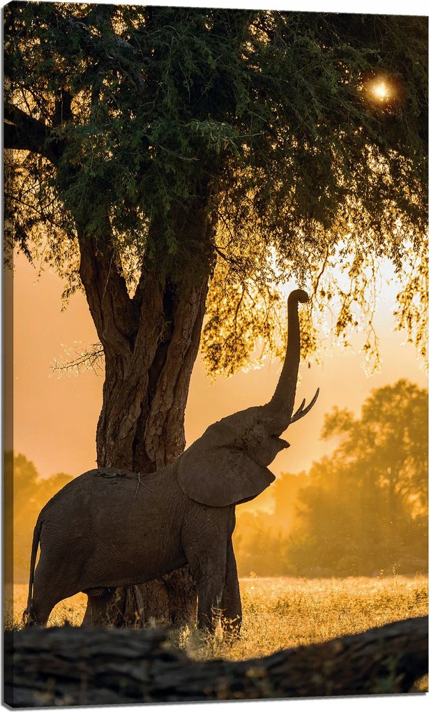 Vászonkép Pózoló elefánt szavanna naplemente 60x100 cm