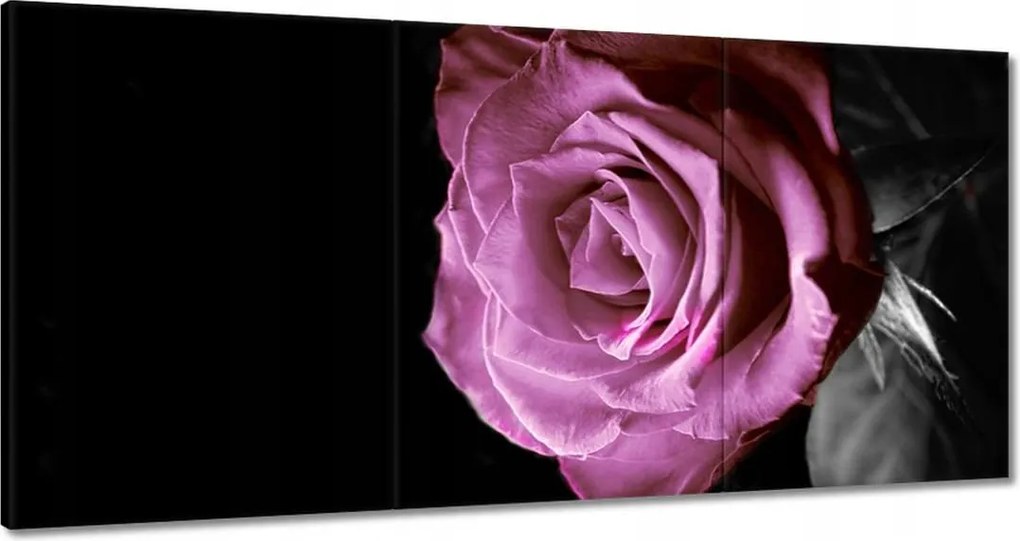 Vászonkép 180x90 Lila rózsa