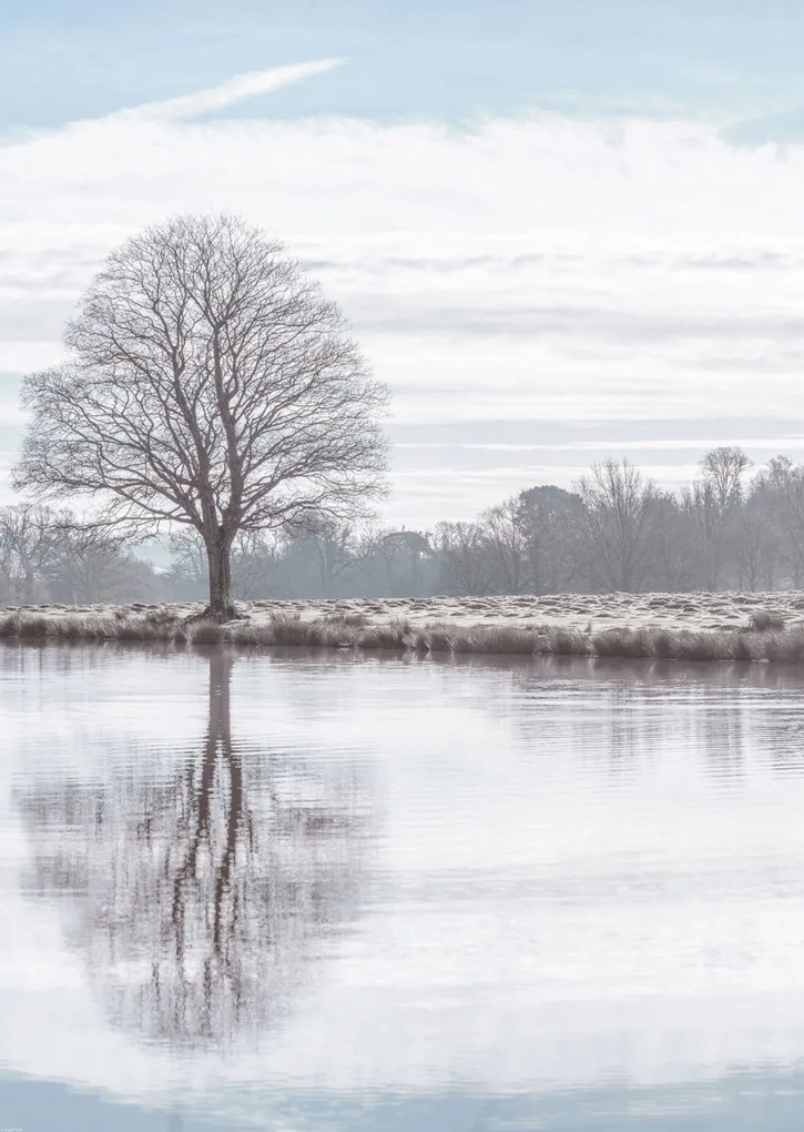 Poszter 64x90cm Fa tükröződése a tóban, Assaf Frank