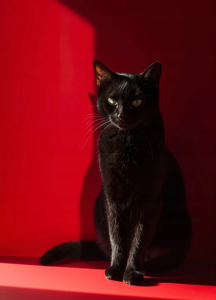 Poszter 20,5x28,4cm Elegancia az árnyékban