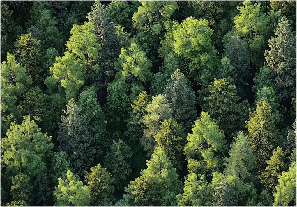 Fotótapéta Erdő A FlizelinEN Gyönyörű Kilátás fotótapéta falra ragasztó