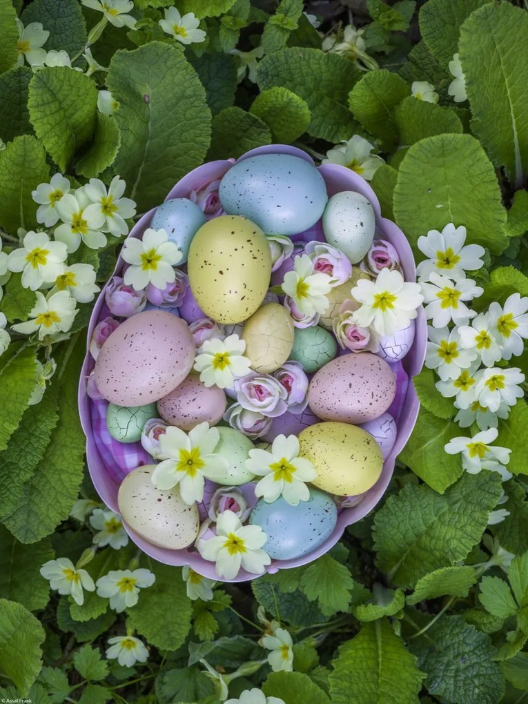 Poszter 30x40cm Húsvéti tojások kosárban 3, Assaf Frank