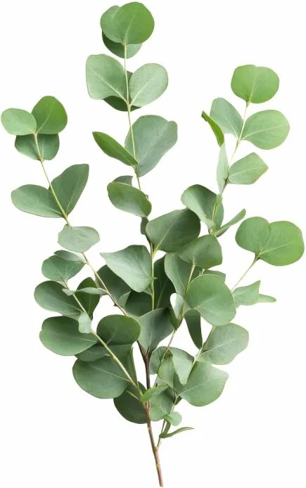 EMI Eucalyptus aromapárna 50x70 cm