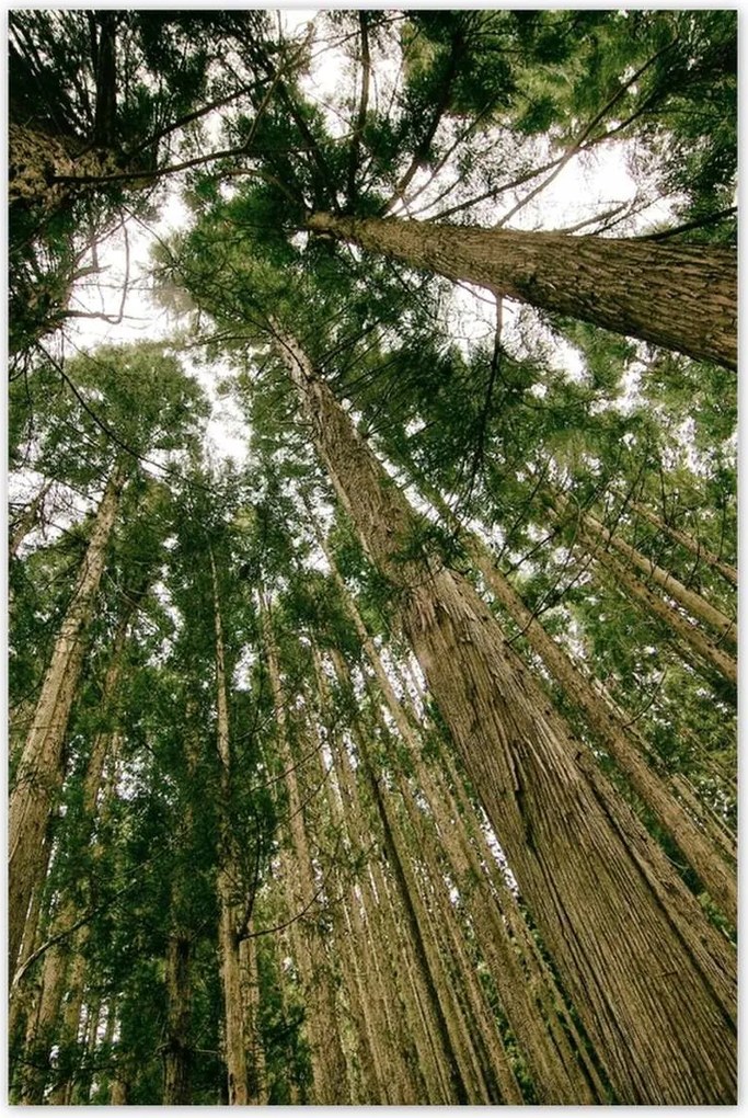 Poszterek 80x120 Fák