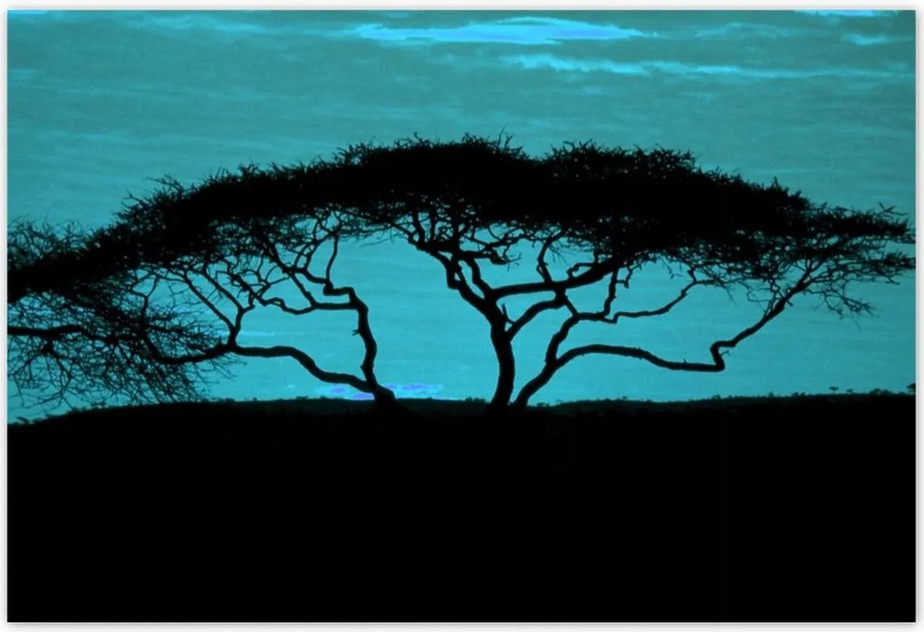 Poszterek 185x125 Akác a szavannán