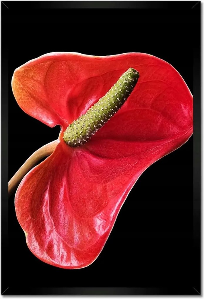 Poszter keretben 40x60 Piros virág Anturium