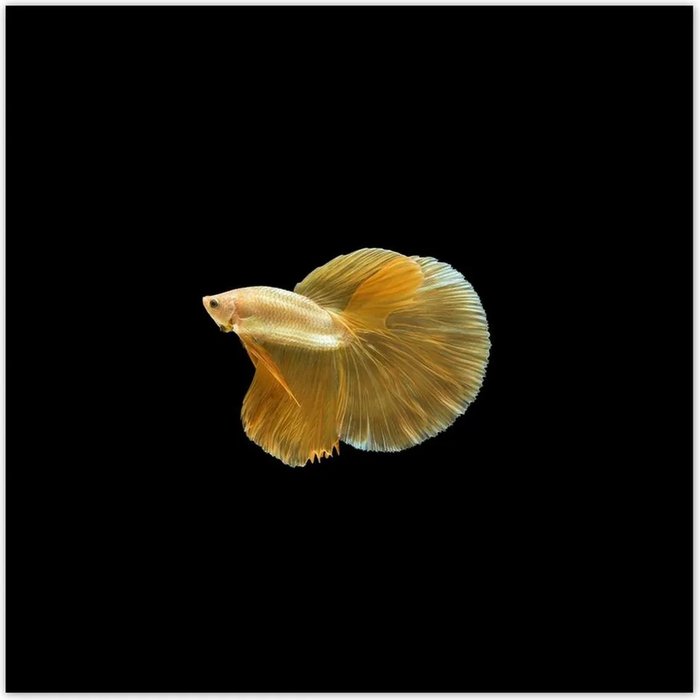 Poszterek 140x140 Arany sziámi hal