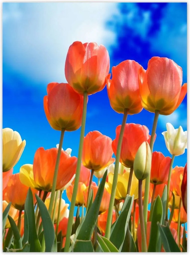 Poszterek 100x135 Színes tulipánok