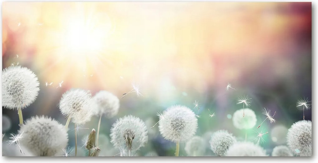 Konyhai panel Pitypang mező 140x70 cm Ragasztó