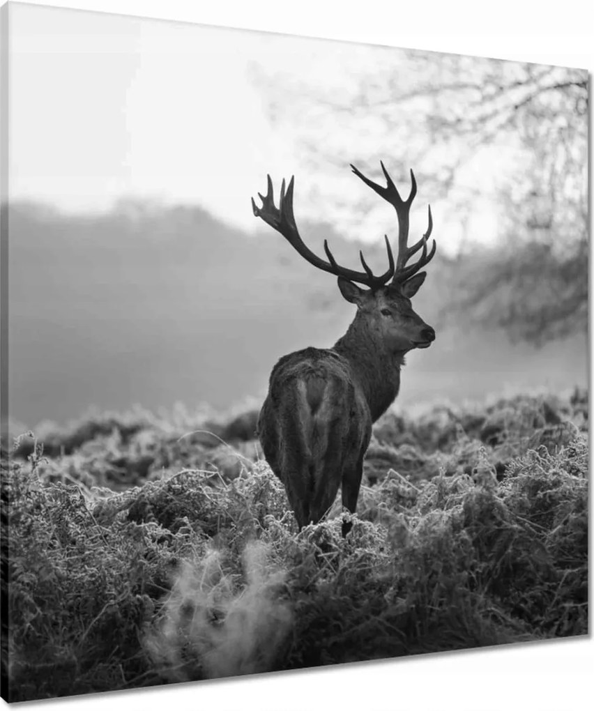 Vászonkép 70x70 Szarvas a rikkancson