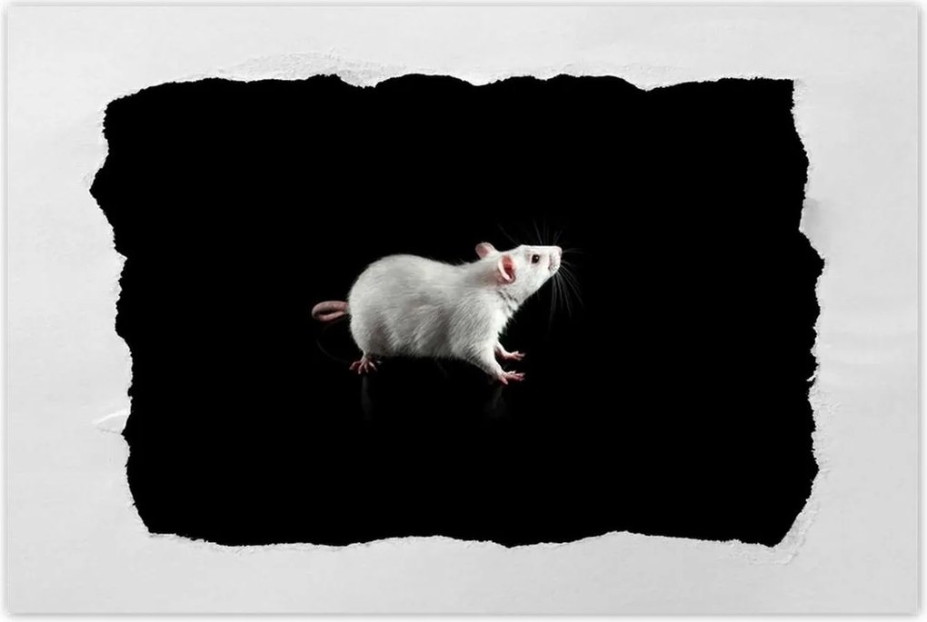 Poszter 90x60 Fehér kis egér