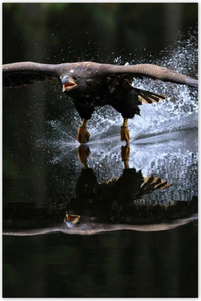 Poszterek 80x120 Madarak