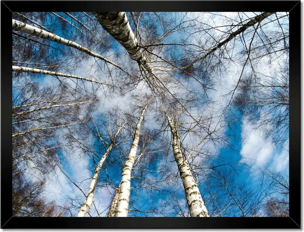 Poszterek keretben 40x30 Nyírfa