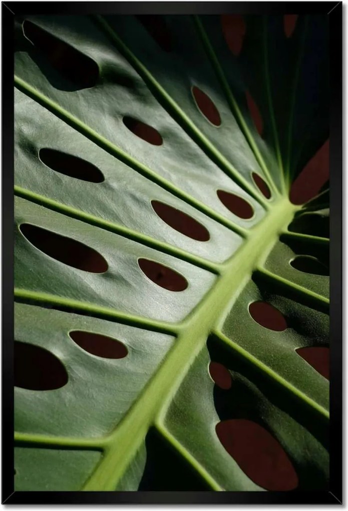 Poszter keretben 40x60 Mosnter levelek lyukas