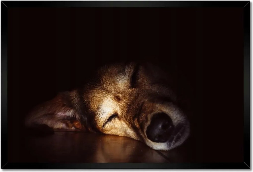 Poszterek keretben 60x40 Kutya fekszik a padlón