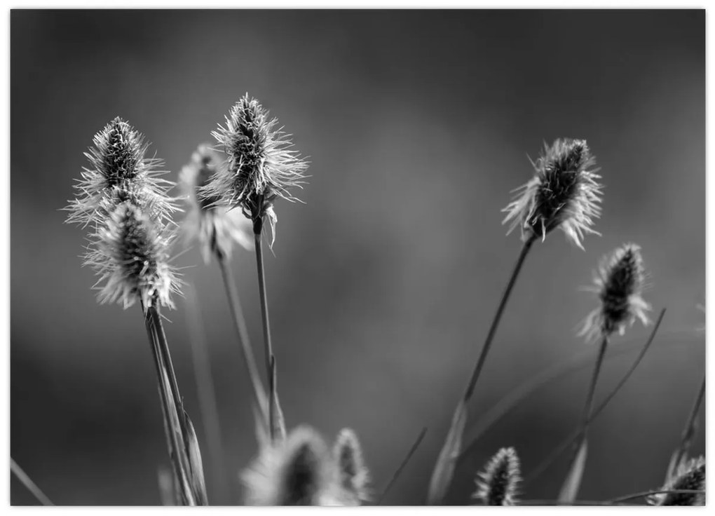 Üveg kép - Bézs színű puha fű N⁰2 (70x50 cm)