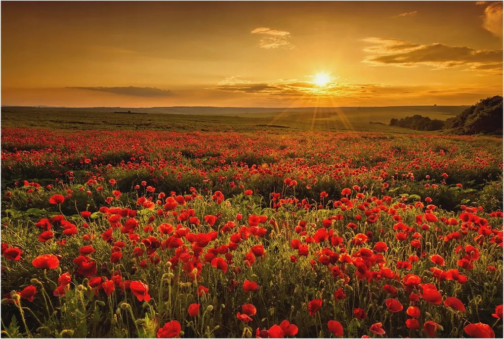 Dekoratív Fotótapéta Hálószobába Pipacs mező 104x70 Ragasztó