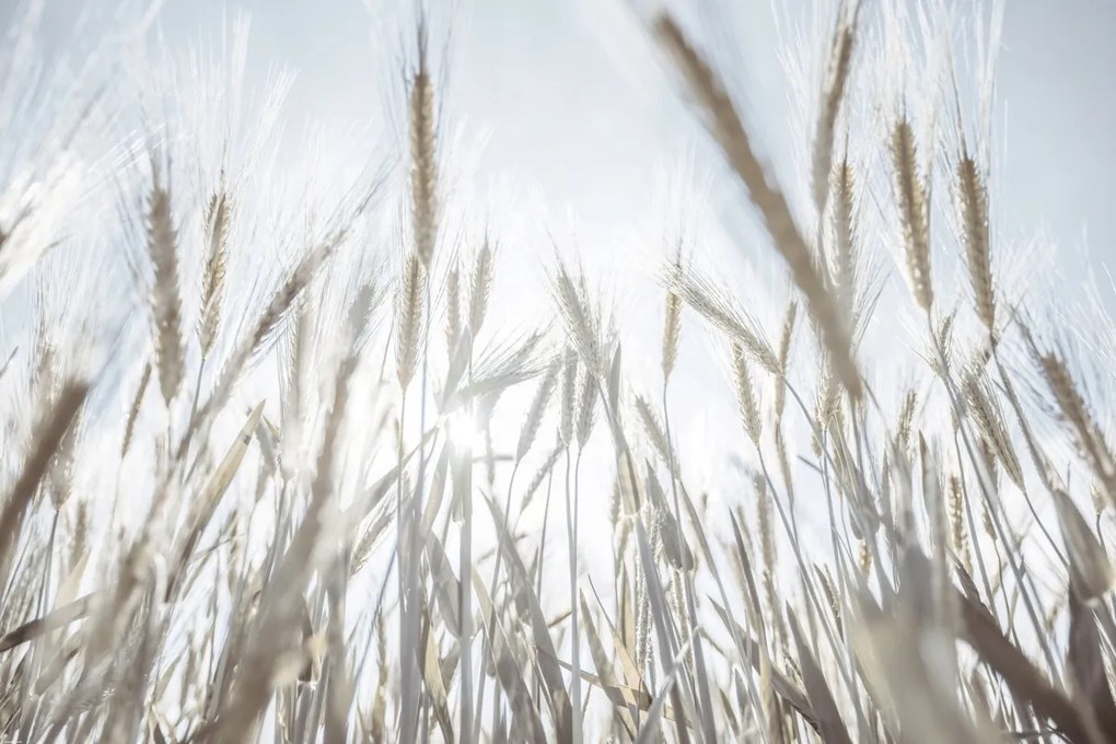 Poszter 91,5x61cm Napsugarak az árpán keresztül, Assaf Frank