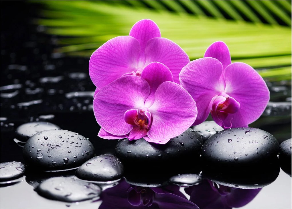 Üveg kép - Orchideák (70x50 cm)