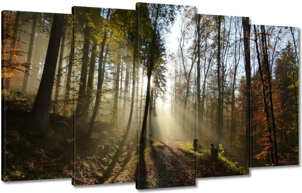 Vászonkép 100x60 Napfelkelte az erdőben