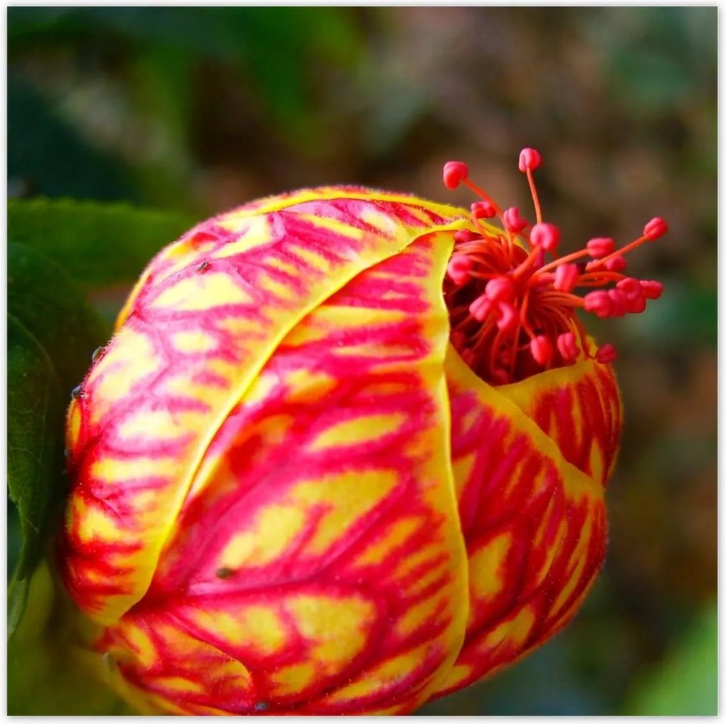 Poszterek 100x100 Nőnap Ajándék Love