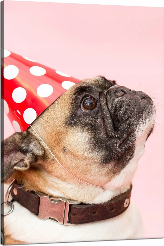 Ifjúsági Vászonkép Mopsz Születésnap Állatok Természet Kutya 80x120