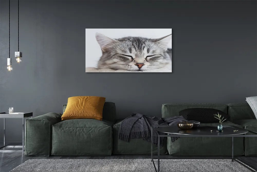 Canvas képek álmos macska 125x50 cm