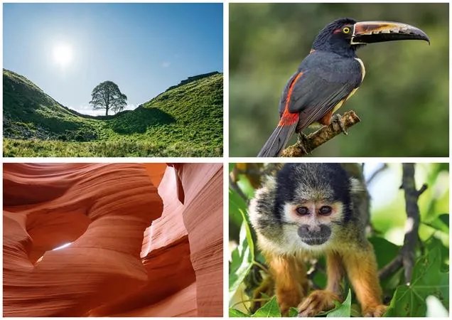 Naptár, fali, DAYLINER, Természet varázsa (NFATVB4U)