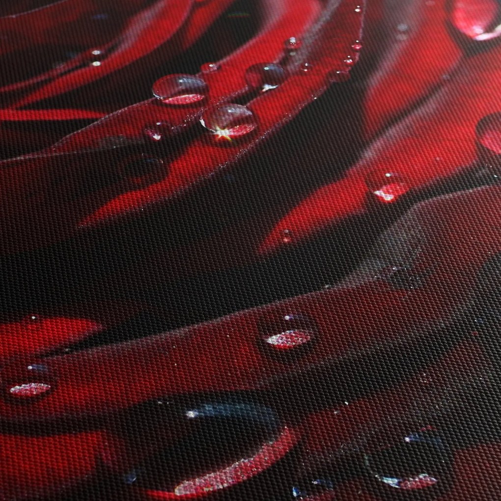 Kép - Rózsa részlete (90x60 cm)