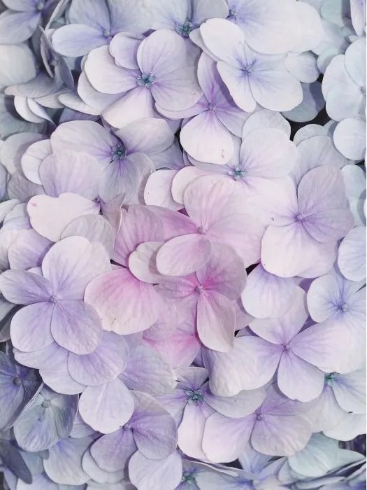 Fotótapéta Hortenzia Pasztell vinil elegancia 184x254 +ragasztó