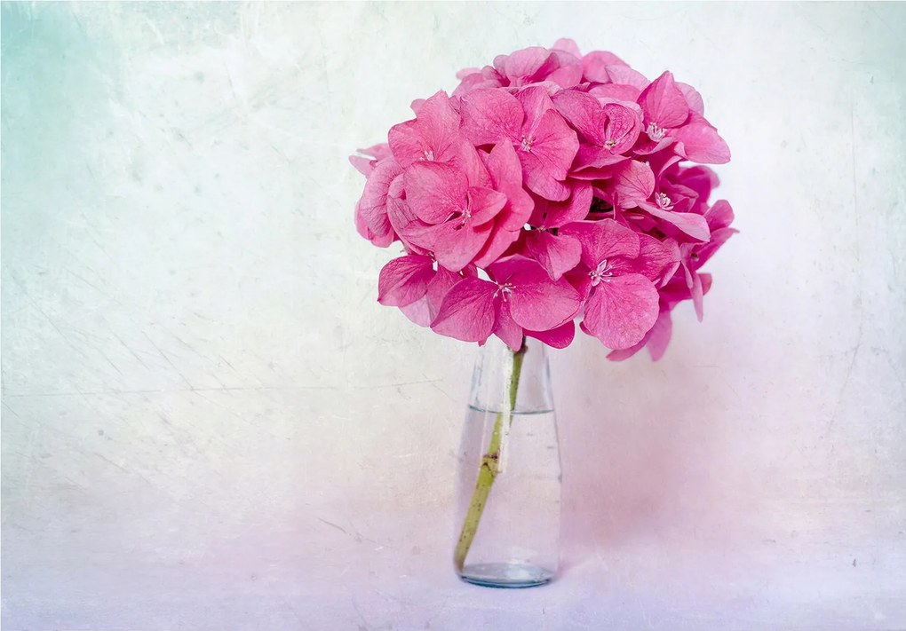 Fotótapéta flizelina Hortenzia rózsaszín vázában pasztell háttér 350x250 +ragasztó