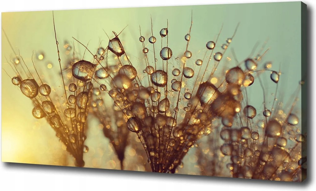 Vászonkép Pitypang magok 120x60 cm