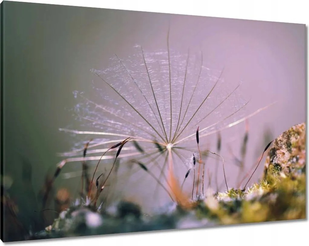 Vászonkép 100x70 Pitypang Pitypangok