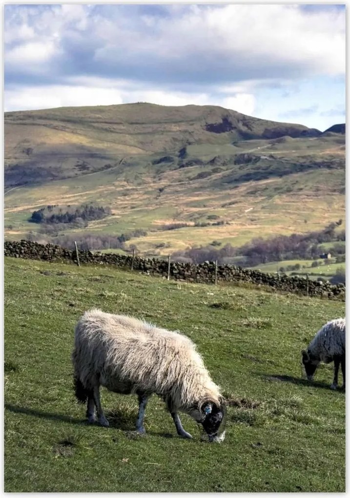 Poszterek 70x100 Bárányok a csarnokban