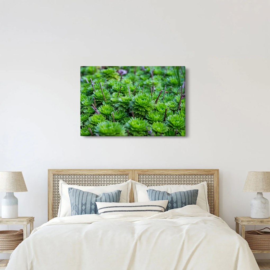 A pozsgás növények képe (90x60 cm)