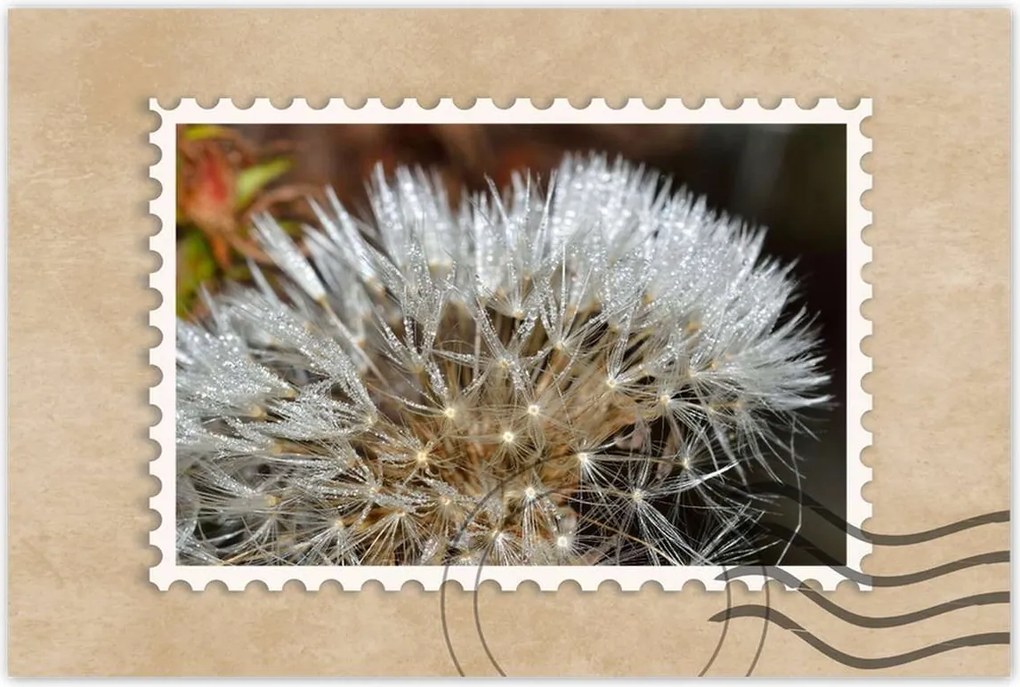 Poszterek 60x40 Pitypang Virág Virágok