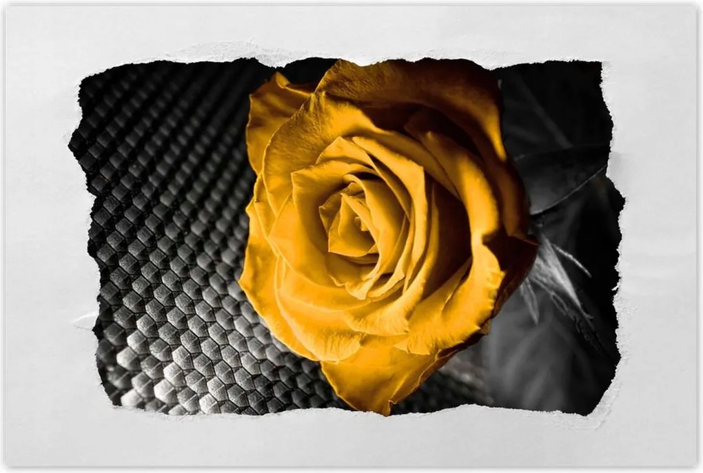 Poszterek 120x80 Sárga rózsa