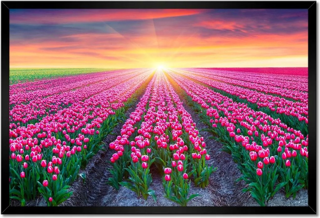 Poszter keretben 60x40 Tulipánok tengere Tulipánok