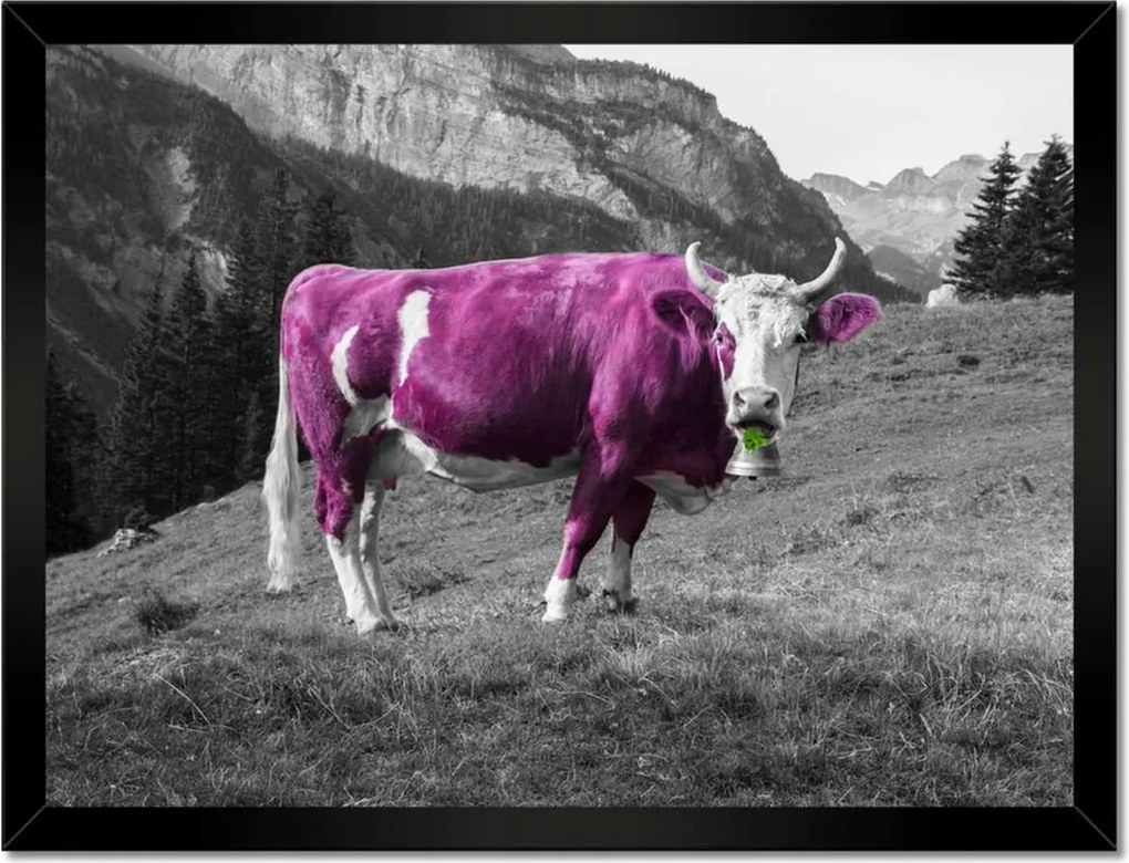 Poszterek keretben 40x30 Lila tehén Emilka