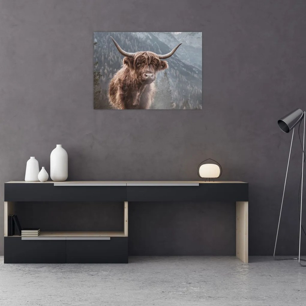 Kép - Highlander tehén (70x50 cm)