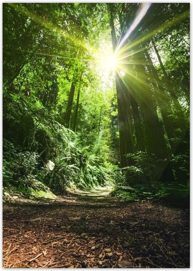 Poszterek A0 Pion Varázslatos erdő Tájkép