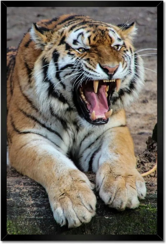 Poszterek keretben 40x60 Tigris