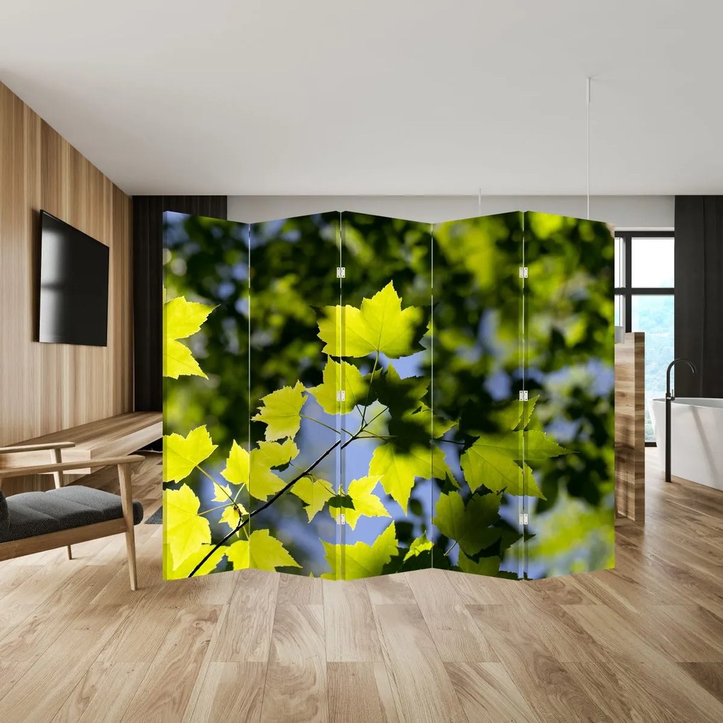Paraván - Juhar levelek (210x170 cm)