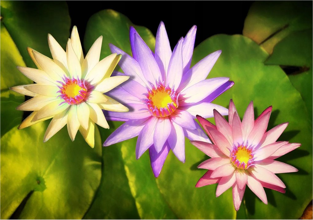 Flizelin fotótapéta Tavirózsa és lótusz természet a nappaliba 350x250 +ragasztó