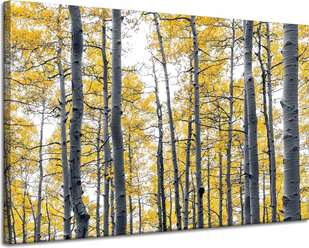 Vászonkép Nyírfák Sárga levelek Természet Tavasz 120x80 cm