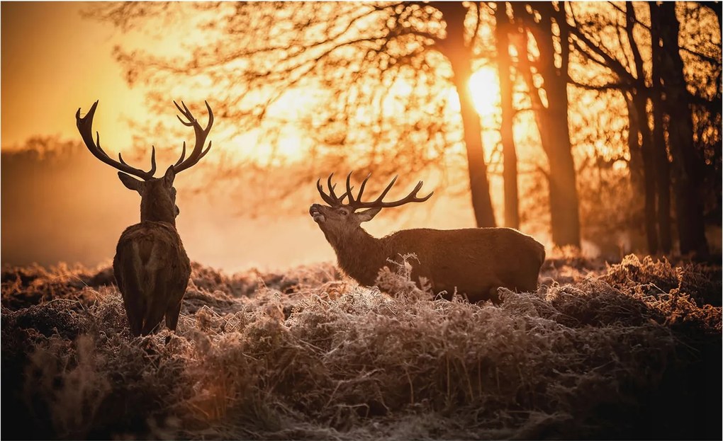 Fali fotótapéta előszoba konyhába Szarvasok a reggelben 416x254 Ragasztó