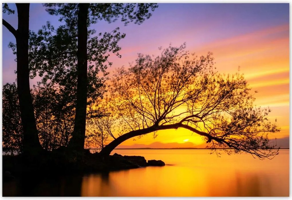 Poszterek 185x125 Fák Naplemente