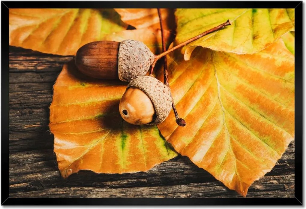 Poszterek keretben 60x40 Makkok a leveleken