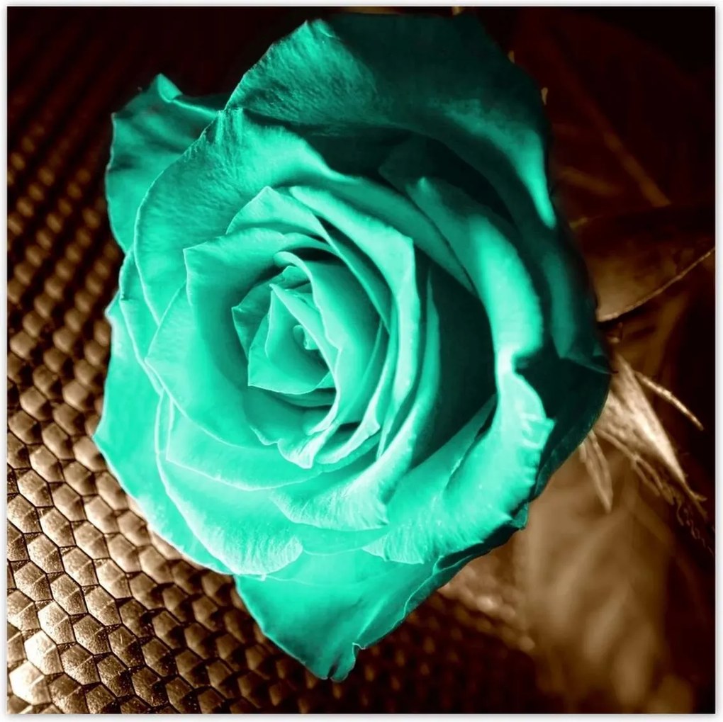 Poszterek 100x100 Türkiz rózsa szépia