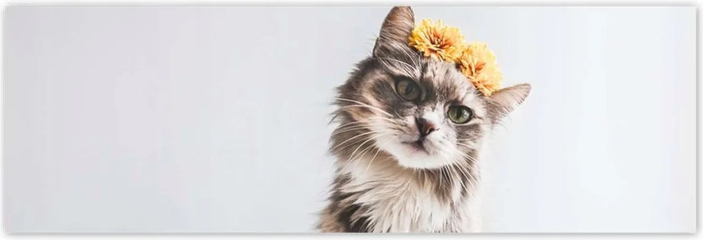 Poszterek 200x66 Cica Cicák